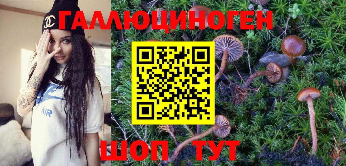 Псилоцибиновые грибы Psilocybine cubensis Октябрьский